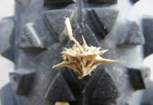 Így védekezzen a királydinnye ellen! Így védekezzen a királydinnye ellen!