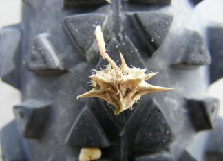 Így védekezzen a királydinnye ellen! Így védekezzen a királydinnye ellen!