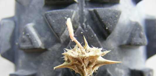 Így védekezzen a királydinnye ellen! Így védekezzen a királydinnye ellen!