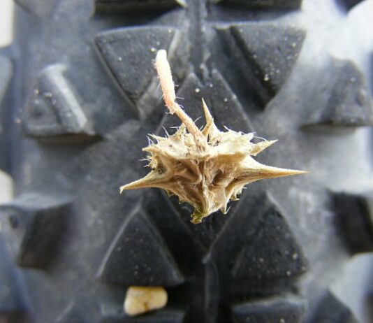 Így védekezzen a királydinnye ellen! Így védekezzen a királydinnye ellen!